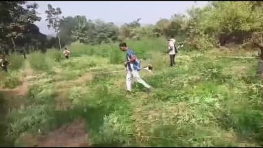 ବାଲିଗୁଡା: ବାଲିଗୁଡା ଥାନା ଅଞ୍ଚଳରେ ପୁଣିଥରେ 100ଏକର ରୁ ଉର୍ଦ୍ଧ ଗଞ୍ଜେଇ ଗଛ କୁ ନଷ୍ଟ କରିଛନ୍ତି ତୁମୁଡିବନ୍ଧ ପୁଲିସ,