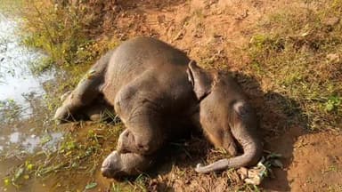 तमनार: तमनार में दर्दनाक हादसा: तालाब में डूबने से एक वर्षीय शावक हाथी की हुई मौत