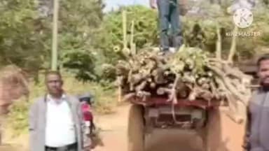 জয়পুর: জয়পুরে হাতে না হাতে ধরা পরল গাছ পাচার চক্র, ঘটনাস্থলে বনদপ্তরের কর্মীরা