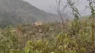 चकाई: चकाई से धीरे-धीरे झारखंड सीमा की ओर बढ़ रहा हाथियों का झुंड, विभाग सतर्क