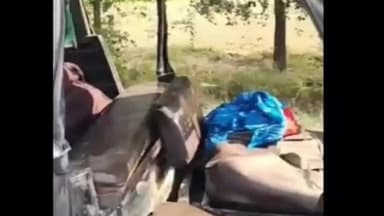 उचाना: जींद: हिसार-चंडीगढ़ हाईवे पर कार की टक्कर में महिला की मौत, दो गंभीर घायल