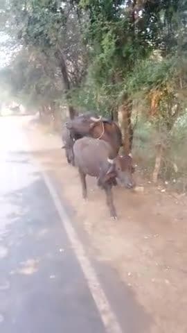 ग्राम पु रैना कांटी में भेसे बंधी है जिसकी भी हो
जिसकी हो ले जाएं संपर्ककरे 9294665648