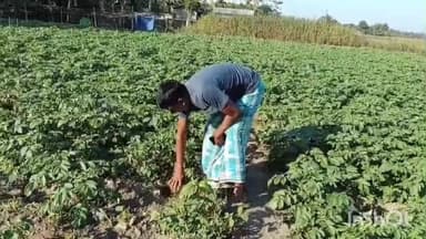 চতিয়াত আলু খেতিত অচিন ৰোগ,কাণসাৰ নাই বিভাগীয় বিষয়া কৰ্মচাৰীৰ, হাহাকাৰ কৃষক ৰাইজৰ প্ৰতিক্ৰিয়া