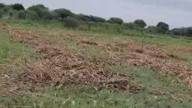 રાધનપુર: પાટણ જિલ્લાના 4 તાલુકામાં 64,272 ખેડૂતોએ કૃષિ રાહત પેકેજ મેળવવા અરજી કરી, સરકારે સાત દિવસનો સમય વધારો કર્યો