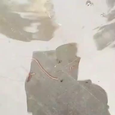 बड़सर: बड़सर विधानसभा क्षेत्र में जलशक्ति विभाग की लापरवाही चरम पर, सरकार की अनदेखी से जनता बेहाल- विधायक इंद्रदत्त लखनपाल