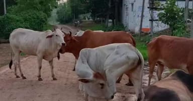 सीहोर: जिले के ग्राम मनझेड़ा में आवारा मवेशियों से लोग परेशान, सड़क हादसे और फसलों को हो रहा नुकसान