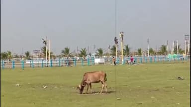 সাগর: আজ সকাল সাতটা থেকে গঙ্গাসাগরের মেলা কে ঘিরে ইলেকট্রিক লাইনের কাজ শুরু করলো ইলেকট্রিক দপ্তর