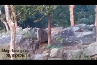 रामटेक: मोगरकसा जंगल सफारी क्षेत्रात काळ्या बिबट्याचे दर्शन ; पर्यटकांचा ओढा वाढला