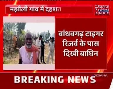 बांधवगढ़ टाइगर रिजर्व से सटे पनपथा परिक्षेत्र मझौली में बाघिन अपने शावकों के साथ डाला डेरा
#collectarumaria #SwarajExpre...