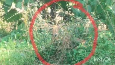 मंझिआंव: अज्ञात वाहन की टक्कर से नीलगाय का बच्चा घायल, रेस्क्यू में देरी से ग्रामीणों में आक्रोश