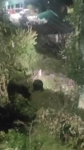 जोशीमठ: ज्योर्तिमठ नगर में रात्रि को भालू दिखाई देने से लोगों में दहशत, वन विभाग से लगाई गुहार