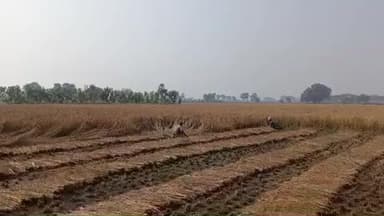 सरमेरा: सरमेरा में मजदूरों की कमी से धान की फसल की कटाई हो रही है प्रभावित