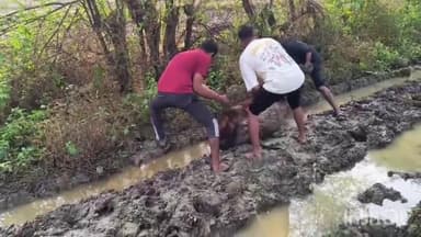 बड़ौदा: दो स्थानों पर नाले में गिरी गाय, गौसेवकों ने किया बचाव, गौशाला निर्माण की उठी मांग