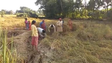 মথুরাপুর ২: কুমড়াপাড়া এলাকার মহিলারা প্রমাণ করে দিল পুরুষদের থেকেও মহিলারা কাজে কম নয়