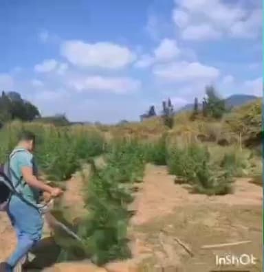 ଜି ଉଦୟଗିରି: ନାଉଡ଼ି ମାହା ରେ 49 ଏକର ଜମି ରେ ଲାଗିଥିବା ଗଞ୍ଜେଇ ଗଛ ନଷ୍ଟ କରି ରାଇକିଆ ଥାନାରେ 269/2025 ରେ ଏକ ମାମଲା ରୁଜୁ କରିଛି ପୋଲିସ