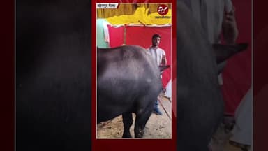 1 करोड़ में बिकने वाला बुल्स बना सोनपुर मेला का आकर्षण #shorts #bulls #sonepurmela #blackbull