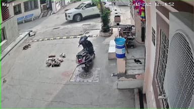 ब्यावर: महावीर वोहरा कॉलोनी में बेजुबान पिल्लों पर कार चढ़ाई, कॉलोनीवासियों में आक्रोश, CCTV में घटना कैद