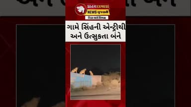 રાજુલાના કોવાયા ગામે સિંહ પરિવારનો VIDEO VIRAL! #kanamexpress