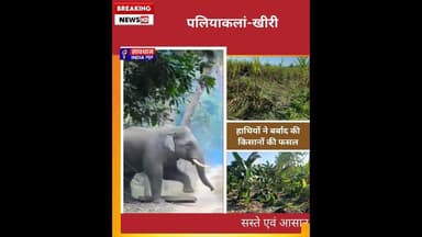 हाथियों ने बर्बाद की किसानों की फसल