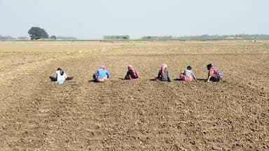 মঙ্গলকোট: আমন ধান উঠতেই আলু চাষের তৎপরতা মঙ্গলকোটের একাধিক জায়গায়, বীজ আলুর দাম কমতেই স্বস্তিতে কৃষকরা