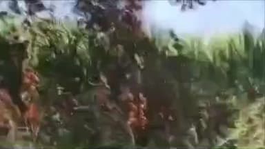 प्रभात पट्टन: दातोरा गांव में 3 एकड़ की गन्ना बाड़ी में आग, किसान को लाखों का नुकसान