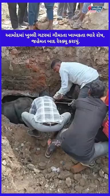 આમોદમાં ખુલ્લી ગટરમાં ગૌમાતા ખાબકતા ભારે રોષ, જહેમત બાદ રેસ્ક્યૂ કરાયું.#video #bharuch #amod #ગાય