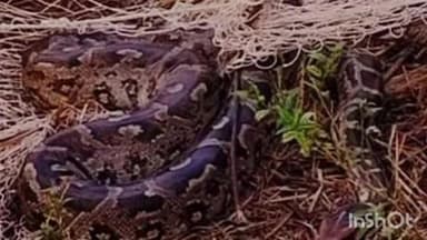 సైదాపూర్: అమ్మనగుర్తిలోని కోచ్చేరువులో చేపల వలకు చిక్కిన భారీ కొండ సిలువ, సమీప అటవీ ప్రాంతంలో వదిలేసిన జాలరులు.