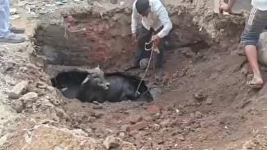 આમોદ: આમોદ પાલિકાના પાપે ખુલ્લી ગટરમાં ગૌમાતા ખાબકતા ભારે રોષ, જહેમત બાદ રેસ્ક્યૂ કરાયું.