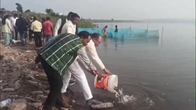 पेटरवार: तेनुघाट डैम में छोड़े गए 6 लाख मछली के बच्चे, स्थानीय मछुआरों की आजीविका होगी मजबूत