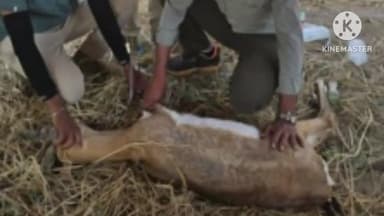 सिन्नर: वावी-शहा रस्त्यावर वाहन धडकेत काळविटाचा मृत्यू