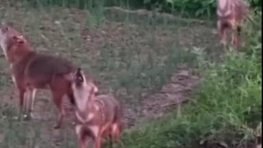 মন্তেশ্বর: সাবধান!!! মন্তেশ্বরে শিয়ালের উৎপাত... আতঙ্কে ধান চাষীরা