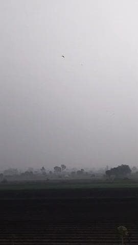 જેસર: વાતાવરણમાં અચાનક પલટો આવતા જેસર તાલુકાના ગ્રામ્ય વિસ્તરમાં ધુમ્મસ છવાઈ ગયુ