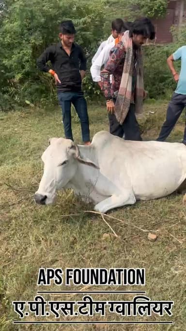 ये पालतू थी दूध नही दिया तो बाहर निकाल दिया फिर बीमार हो गई..!
Respect girls help poor help animals
#apsgurjar #viral #gwalior