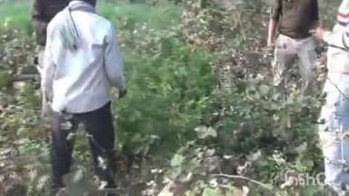 कुक्षी: कनेरी में कपास के खेत में गांजे की खेती, पुलिस ने ₹3.25 लाख के 68 पौधे ज़ब्त किए, आरोपी फरार