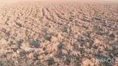 जवाली: ज्वाली में पौंग झील किनारे प्रतिबंधित जमीन पर अवैध जुताई, विभाग की लापरवाही पर उठे सवाल