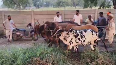 जालना: गेवराई बाजारातून आणलेली पाच जनावरे पायी नेताना जालन्यात कनक हाॕटेल जवळ पकडली..
गौरक्षक व बजरंग दलाने पोलिसांच्या हवाली