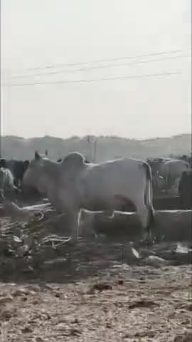 बाप: आऊ उपखंड क्षेत्र के ग्राम पंचायत श्री कृष्ण नगर व सियोलनगर में सार्वजनिक नलकूप पिछले काफी समय से खराब पड़ा है