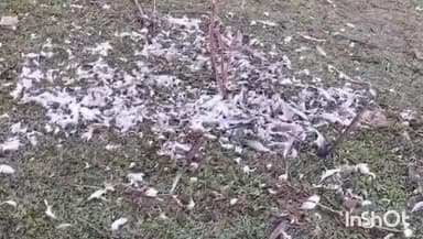 जवाली: पौंग बैटलेंड में प्रवासी पक्षियों पर हो रहे अत्याचार का वायरल वीडियो पर्यावरण प्रेमी ने भेजा माननीय उच्च न्यायालय को