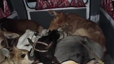 ବସ୍ତା: ବଲେରୋରେ ଗୋରୁ ଚାଲାଣ ବେଳେ ଧରିଲା ପୋଲିସ,ବାଲେଶ୍ଵର ଜିଲ୍ଲା ବସ୍ତା ଥାନା ଅନ୍ତର୍ଗତ ମୁକୁଳିସି ପଞ୍ଚାୟତର ରେଣୁପଦା ରାସ୍ତାରେ ଧରିଲା