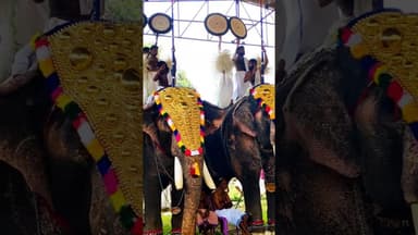 എളകുന്നപ്പുഴ ശ്രീ സുബ്രഹ്മണ്യസ്വാമി ക്ഷേത്രോത്സവത്തിൽ നിന്ന് 🌹🌹🌹🌹🌹🌹🌹🌹🌹🌹🌹