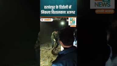रायबरेली:हरचंदपुर के डिडोली में निकला विशालकाय अजगर #RaebareliNews #Harichandpur