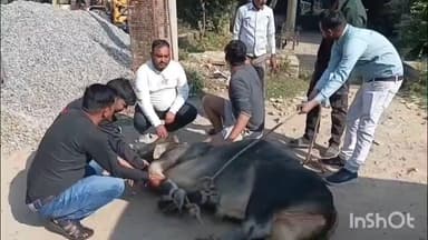 रामसनेही घाट: रामसनेहीघाट में घायल निराश्रित गौवंश का इलाज समाजसेवियों की सूचना पर पशु चिकित्सकों ने किया