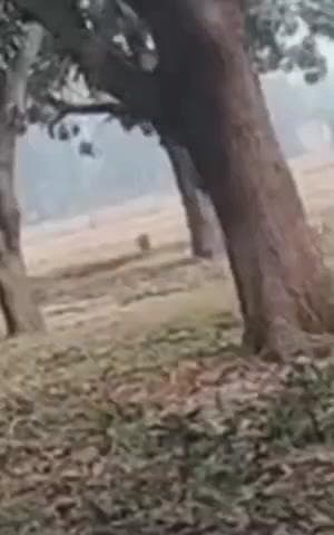 नवाबगंज: मसौली क्षेत्र में हरे आम के पेड़ों की अवैध कटाई से आक्रोश, सूखे पेड़ के परमिट पर पूरे बाग साफ करने का आरोप