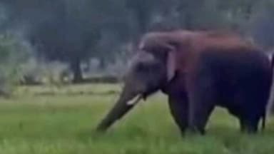 जैतहरी: अनूपपुर जिले की सीमा से 25 किमी दूर छत्तीसगढ़ में जंगली हाथी, वन विभाग सतर्क