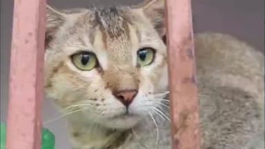 हायाघाट: तीन महीने बाद कैद से आज़ाद हुई बिल्ली, मझौलिया गांव बना इंसानियत की मिसाल, सामाजिक पहल से बची जान