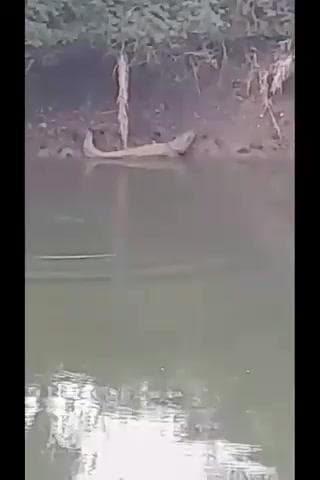 #ग्राम पंचायत झोलसी की नदी में मगरमच्छ
का बहुत आतंक