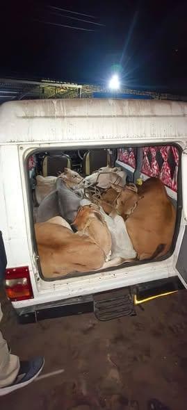 #ବୋଲେରୋ_ରେ_ଗୋରୁ_ଚୋରା_ଚାଲାଣ_ବେଳେ_ମାଡ଼ି_ବସିଲା_ବସ୍ତା_ପୋଲିସ ।
#ଆଠଟି_ଗୋରୁ_ଉଦ୍ଧାର ।
ବାଲେଶ୍ଵର ଜିଲ୍ଲା ବସ୍ତା ଥାନା ଅନ୍ତର୍ଗତ ମୁକୁ...