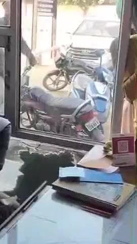 रायसिंहनगर: रायसिंहनगर में डीएपी यूरिया की किल्लत के कारण बड़ी संख्या में लोग कतार में लगे दिखे