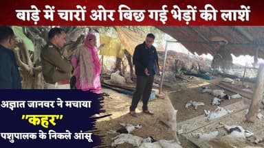 बाड़े में चारों ओर बिछ गई भेड़ों की....पशुपालक के निकले आंसू #pilani #jhunjhunu #rajasthan