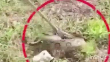 जळकोट: तालुक्यात खळबळ. जगळपूर येथील शेतात आढळला अति विषारी घोणस सर्पमित्राने केली सापाची सुटका